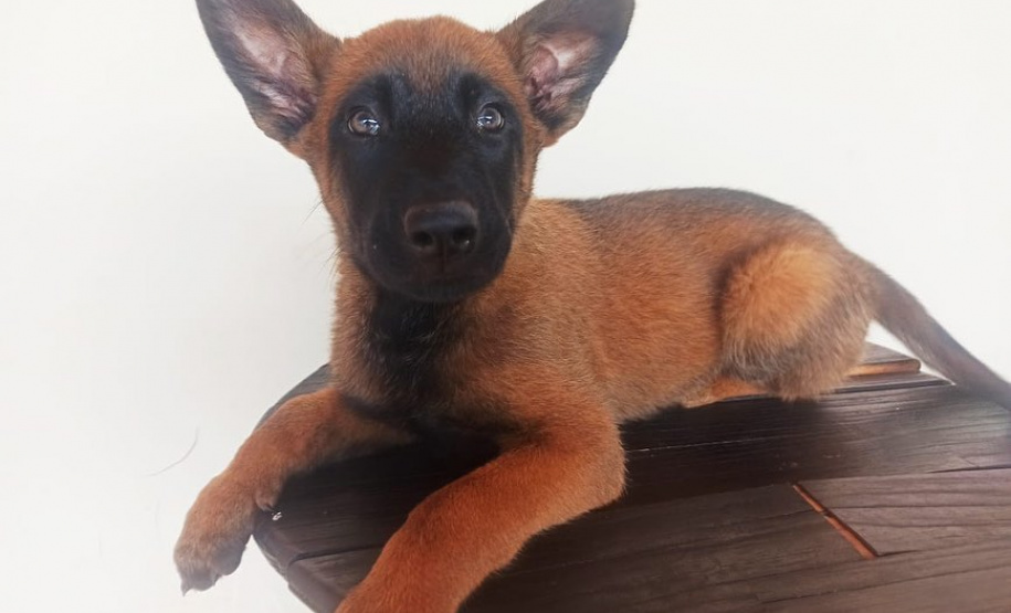 Canil do BOPE distribui filhotes para canis de unidades do Interior do estado