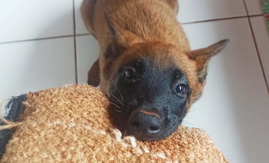 Canil do BOPE distribui filhotes para canis de unidades do Interior do estado