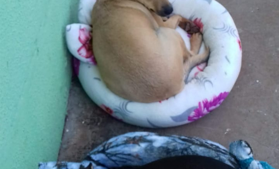 Penitenciária Feminina de Foz reaproveita materiais para confeccionar sacolas e camas para animais abandonados