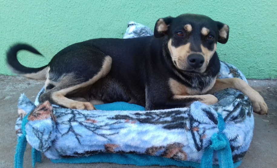 Penitenciária Feminina de Foz reaproveita materiais para confeccionar sacolas e camas para animais abandonados