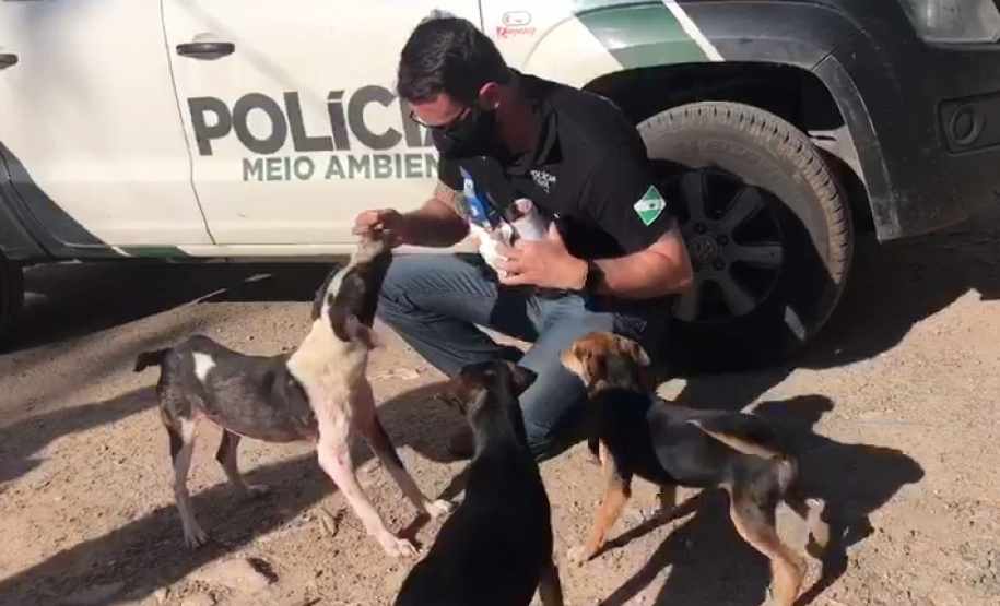 Polícia Civil resgata cão abandonado em São José dos Pinhais