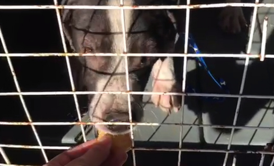 Polícia Civil resgata cão abandonado em São José dos Pinhais