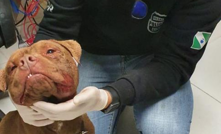 Polícia Civil autua médica veterinária por maus-tratos a Pitbulls