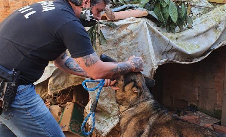 Polícia Civil resgata quatro cães da raça pastor alemão e autua tutor por maus-tratos em Curitiba