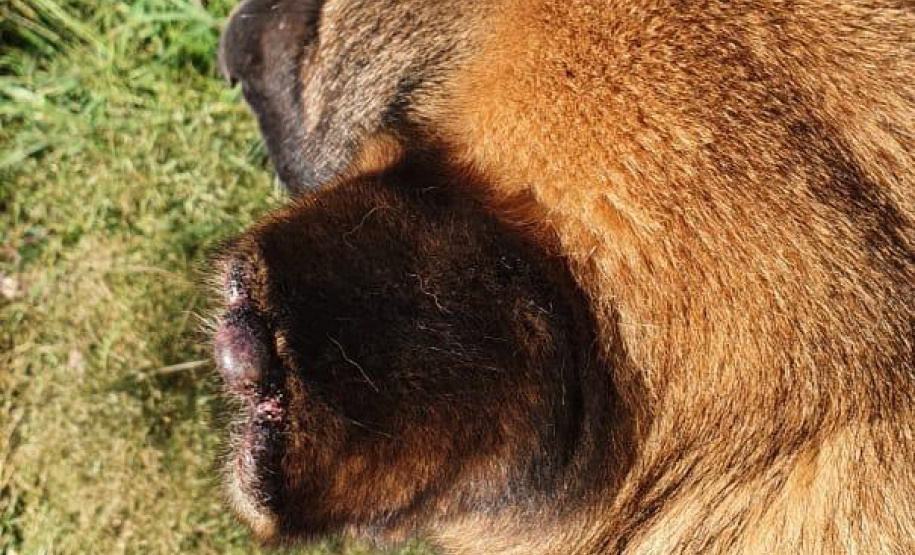 Polícia Civil resgata quatro cães da raça pastor alemão e autua tutor por maus-tratos em Curitiba