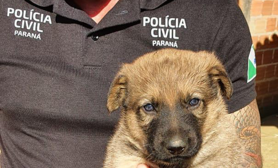 Polícia Civil resgata quatro cães da raça pastor alemão e autua tutor por maus-tratos em Curitiba