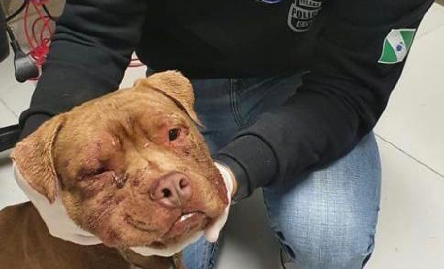Polícia Civil autua médica veterinária por maus-tratos a Pitbulls