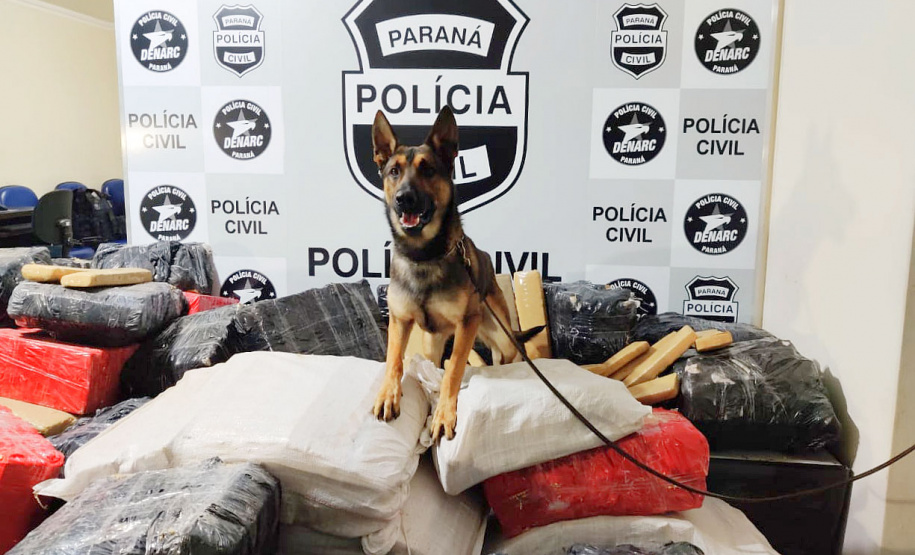 Cães apreendem mais drogas neste ano que a soma de 2018 e 2019