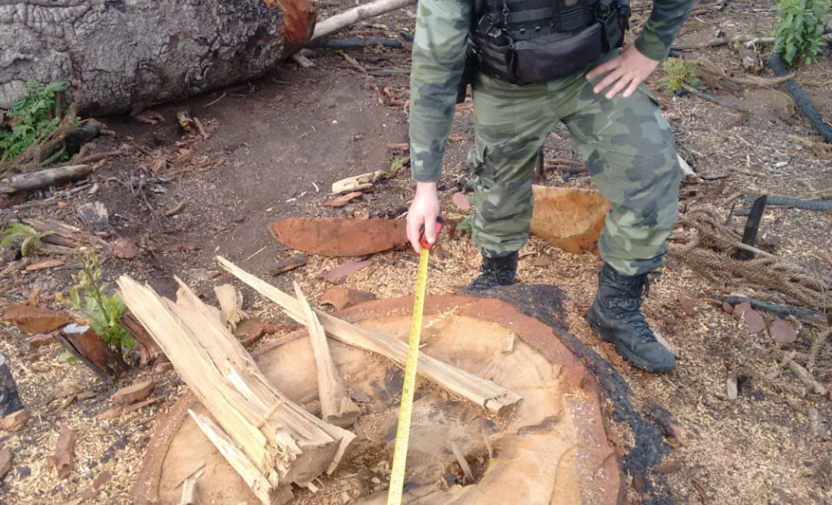 Na RMC e no Interior, Batalhão Ambiental flagra desmatamento ilegal