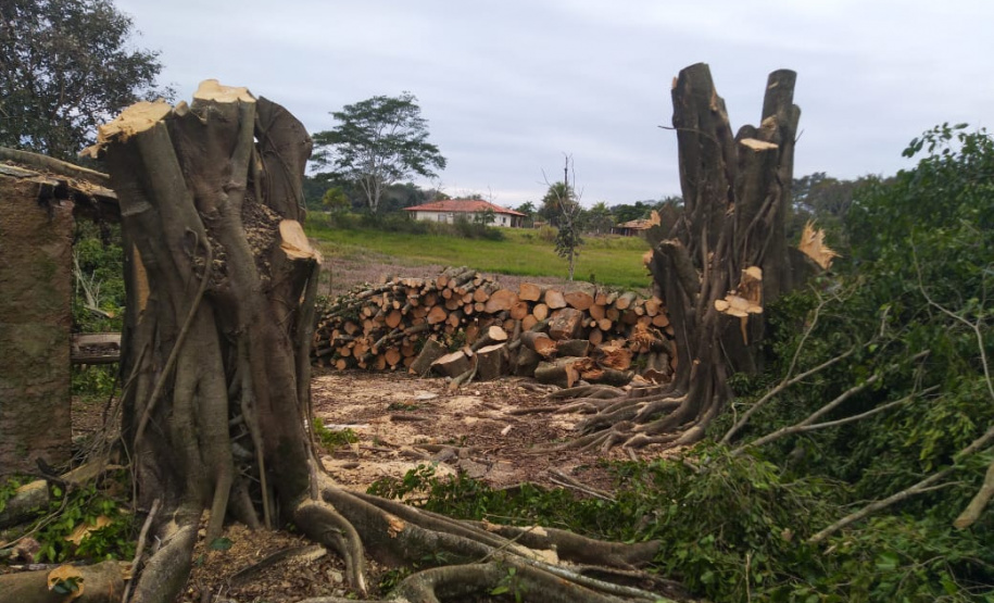 Na RMC e no Interior, Batalhão Ambiental flagra desmatamento ilegal