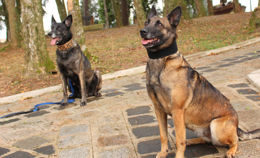 Cães apreendem mais drogas neste ano que a soma de 2018 e 2019