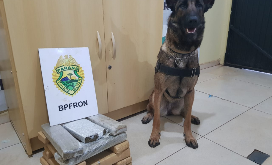 Com ajuda de cães, PM apreende mais de 38 toneladas de maconha