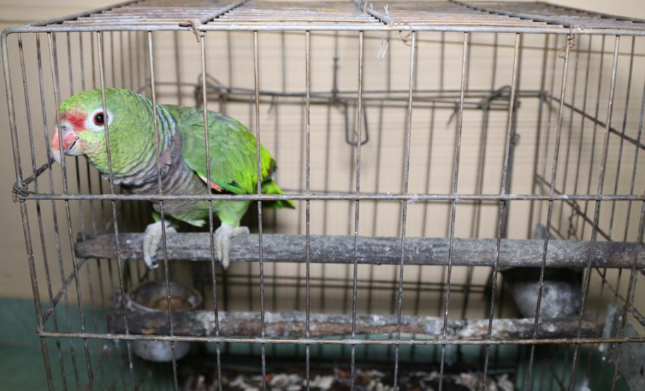 PM cumpre 13 mandados de busca e apreensão contra caça ilegal e porte ilegal de arma de fogo nos Campos Gerais