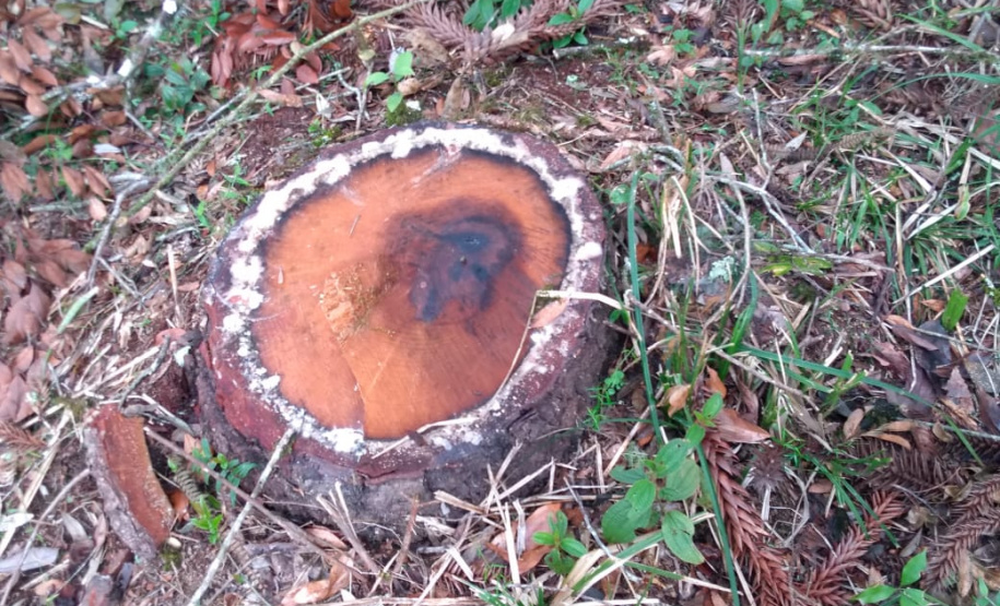 Polícia Ambiental aplica mais de R$ 243 mil em multas por destruição de vegetação nativa no Sudeste do estado