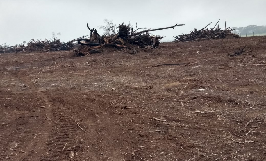 Polícia Ambiental aplica mais de R$ 243 mil em multas por destruição de vegetação nativa no Sudeste do estado