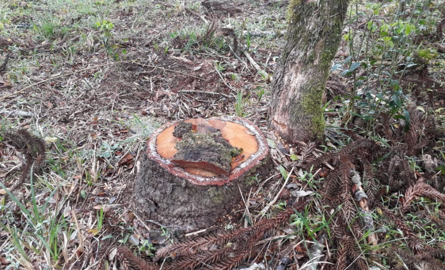 Polícia Ambiental aplica mais de R$ 243 mil em multas por destruição de vegetação nativa no Sudeste do estado