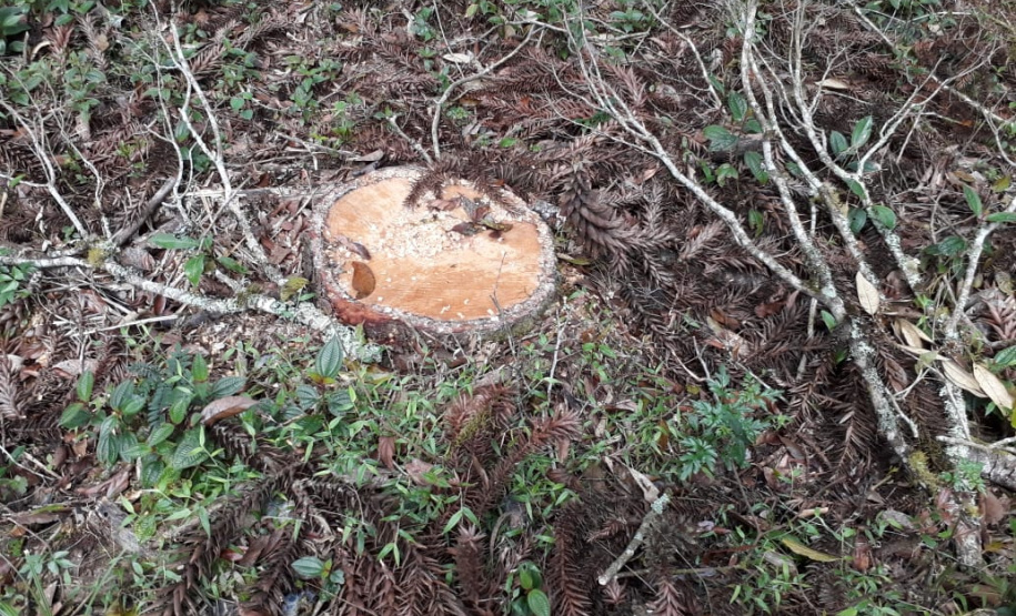 Polícia Ambiental aplica mais de R$ 243 mil em multas por destruição de vegetação nativa no Sudeste do estado