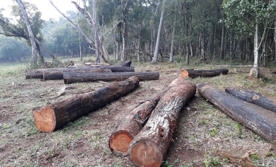 Polícia Ambiental aplica mais de R$ 243 mil em multas por destruição de vegetação nativa no Sudeste do estado