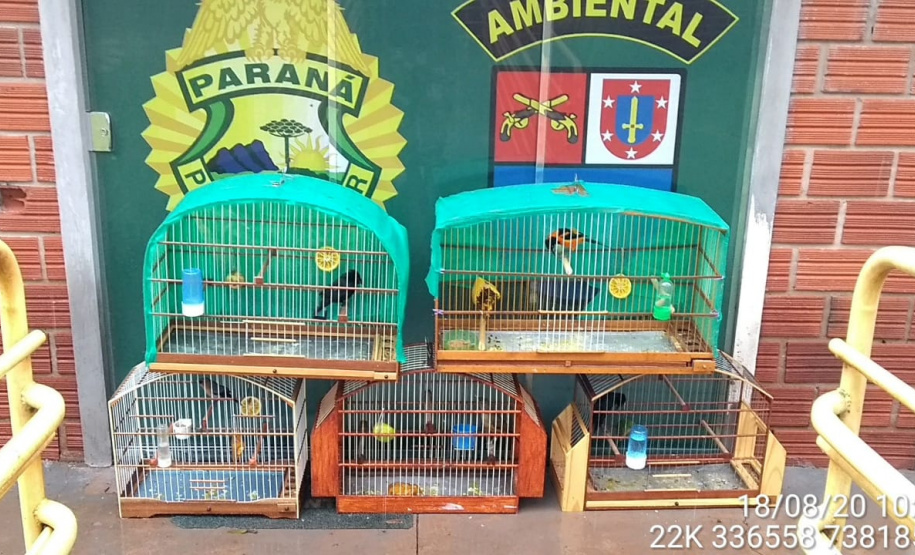 Com Operação Asas Livres, Polícia Ambiental resgata 391 aves silvestres e aplica R$ 390,5 mil em multas no Paraná