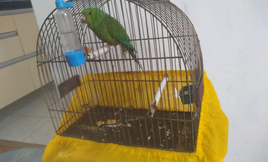 Com Operação Asas Livres, Polícia Ambiental resgata 391 aves silvestres e aplica R$ 390,5 mil em multas no Paraná