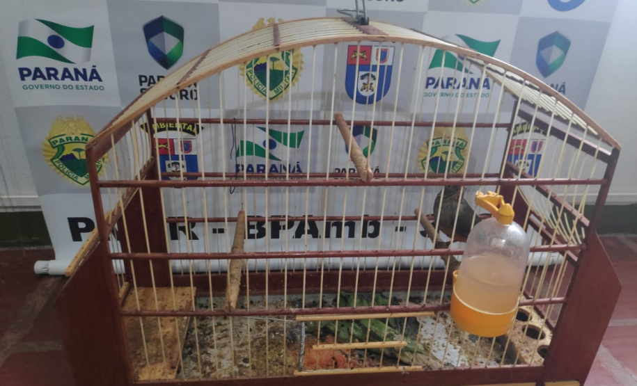 Com Operação Asas Livres, Polícia Ambiental resgata 391 aves silvestres e aplica R$ 390,5 mil em multas no Paraná