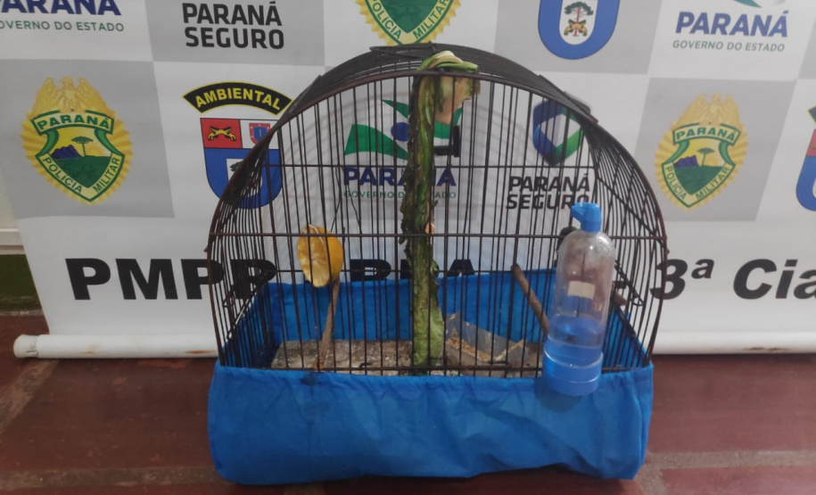 Com Operação Asas Livres, Polícia Ambiental resgata 391 aves silvestres e aplica R$ 390,5 mil em multas no Paraná