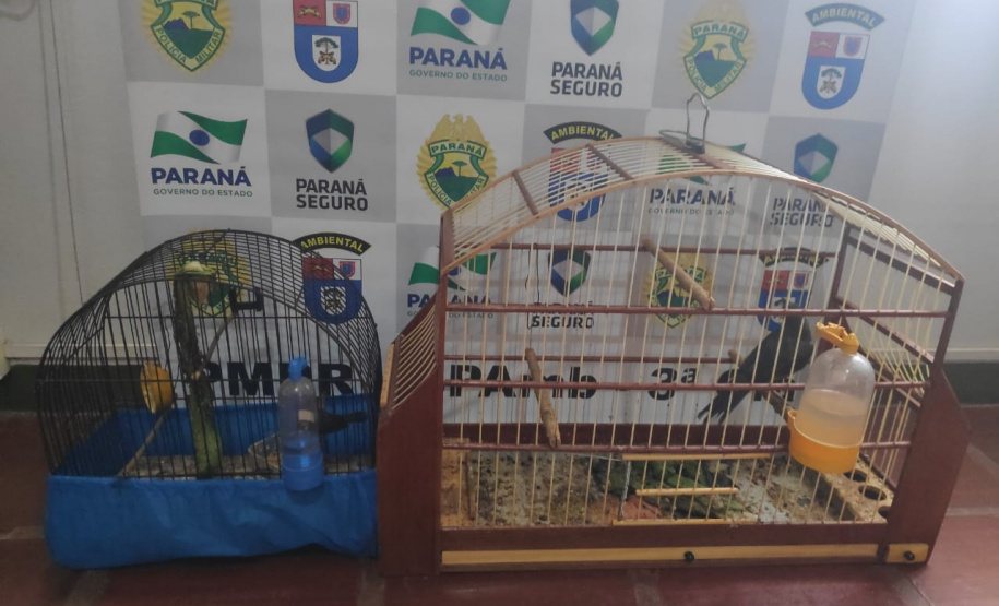 Com Operação Asas Livres, Polícia Ambiental resgata 391 aves silvestres e aplica R$ 390,5 mil em multas no Paraná