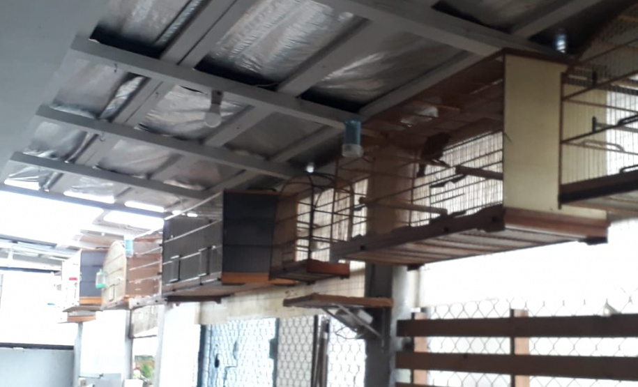 Com Operação Asas Livres, Polícia Ambiental resgata 391 aves silvestres e aplica R$ 390,5 mil em multas no Paraná