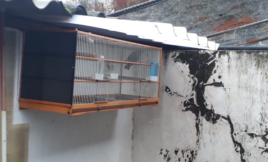 Com Operação Asas Livres, Polícia Ambiental resgata 391 aves silvestres e aplica R$ 390,5 mil em multas no Paraná