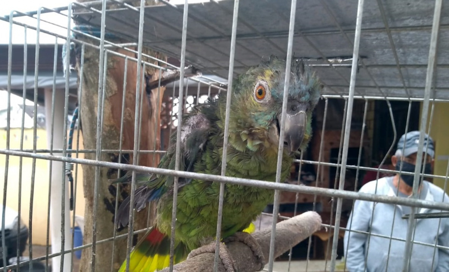 Com Operação Asas Livres, Polícia Ambiental resgata 391 aves silvestres e aplica R$ 390,5 mil em multas no Paraná