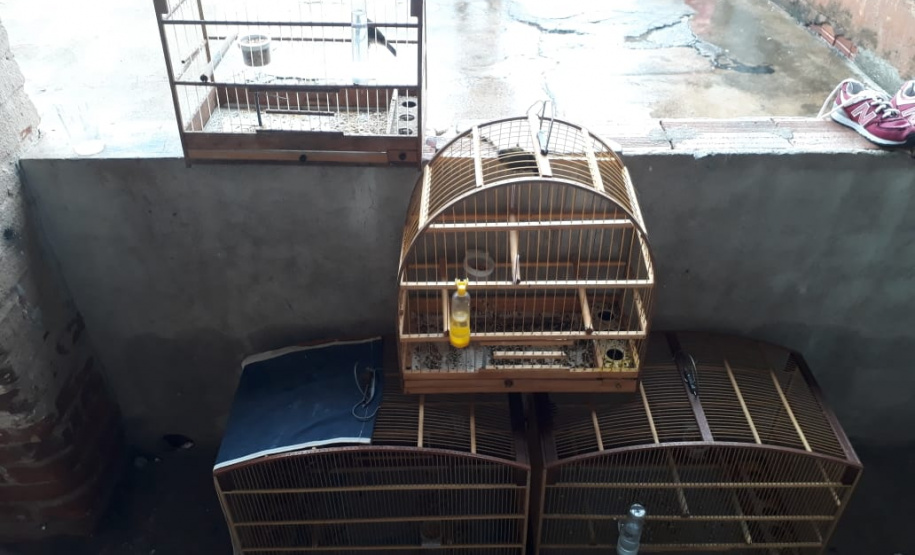 Com Operação Asas Livres, Polícia Ambiental resgata 391 aves silvestres e aplica R$ 390,5 mil em multas no Paraná