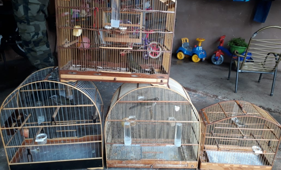 Com Operação Asas Livres, Polícia Ambiental resgata 391 aves silvestres e aplica R$ 390,5 mil em multas no Paraná