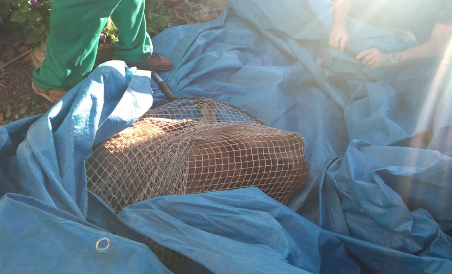 Ação integrada resgata onça-parda encontrada em área residencial de São José dos Pinhais, na RMC