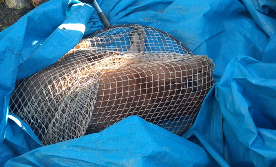 Ação integrada resgata onça-parda encontrada em área residencial de São José dos Pinhais, na RMC