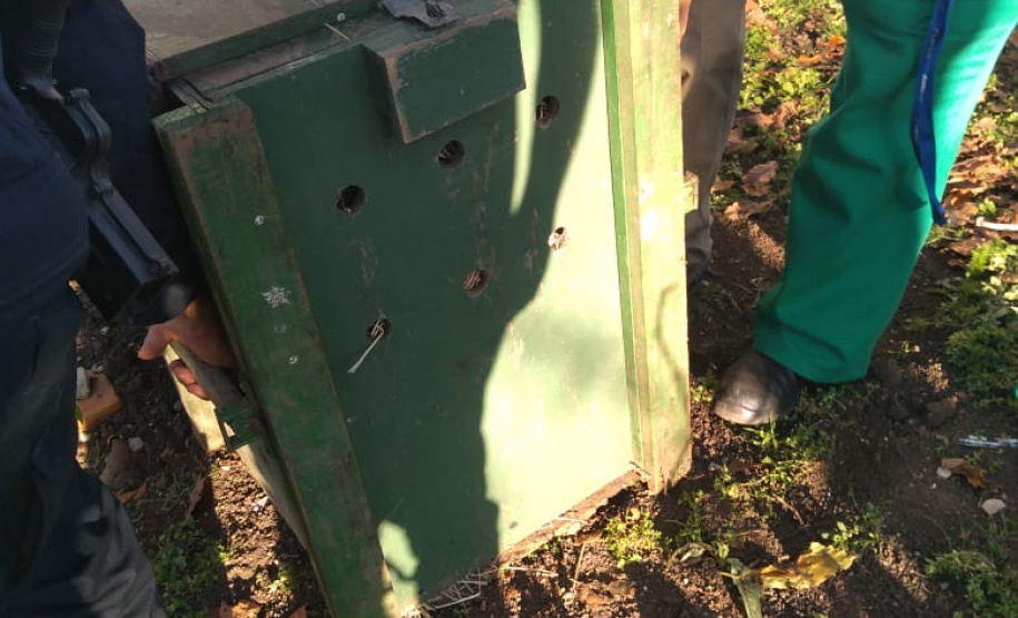 Ação integrada resgata onça-parda encontrada em área residencial de São José dos Pinhais, na RMC