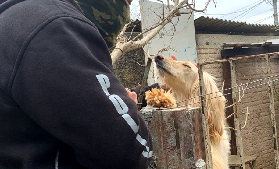 Polícia Civil resgata cães de raça vítimas de maus-tratos em Curitiba