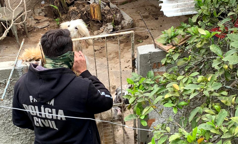 Polícia Civil resgata cães de raça vítimas de maus-tratos em Curitiba