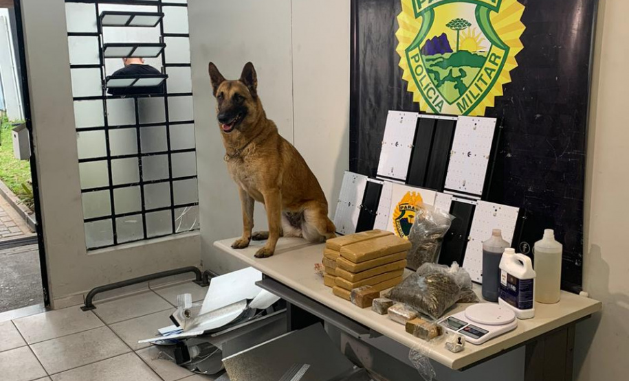 PM apreende 90 pés de maconha e mais de seis quilos prontos para a venda no Butiatuvinha, em Curitiba