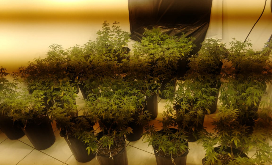 PM apreende 90 pés de maconha e mais de seis quilos prontos para a venda no Butiatuvinha, em Curitiba