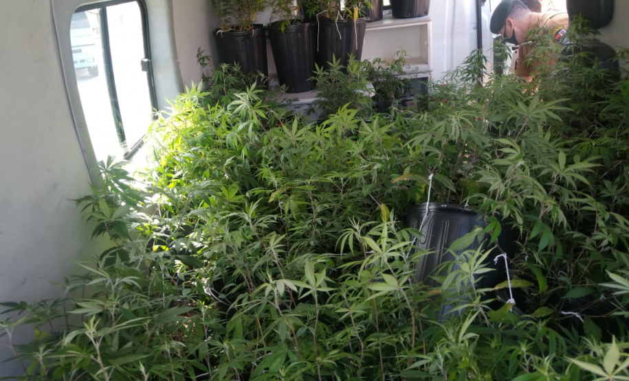 PM apreende 90 pés de maconha e mais de seis quilos prontos para a venda no Butiatuvinha, em Curitiba