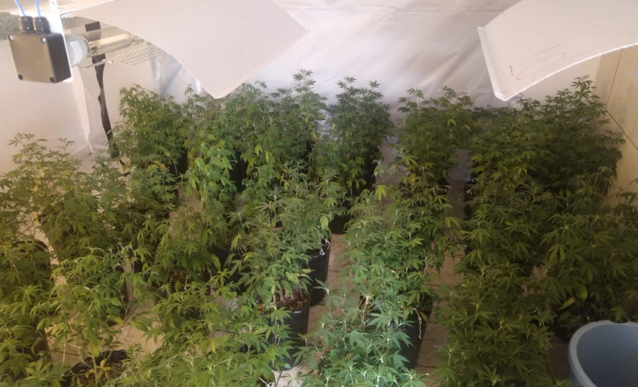 PM apreende 90 pés de maconha e mais de seis quilos prontos para a venda no Butiatuvinha, em Curitiba