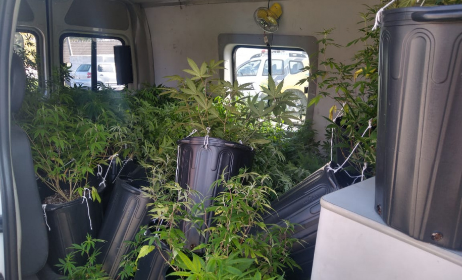 PM apreende 90 pés de maconha e mais de seis quilos prontos para a venda no Butiatuvinha, em Curitiba