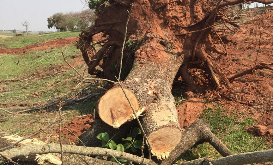 Denúncia leva Polícia Ambiental à aplicar R$ 80 mil em multas por desmatamento em Iporã