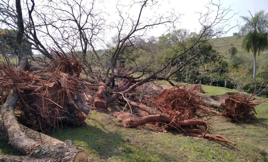 Denúncia leva Polícia Ambiental à aplicar R$ 80 mil em multas por desmatamento em Iporã