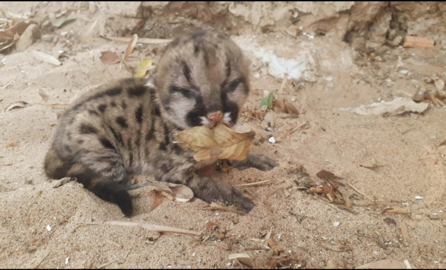 Filhote de Onça Parda é resgatado pela Polícia Ambiental em Loanda