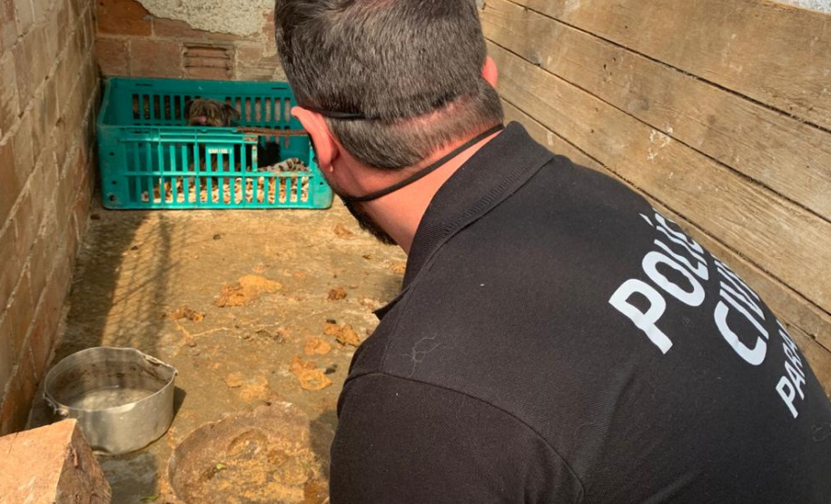 PCPR resgata 197 animais em situação de maus-tratos na RMC