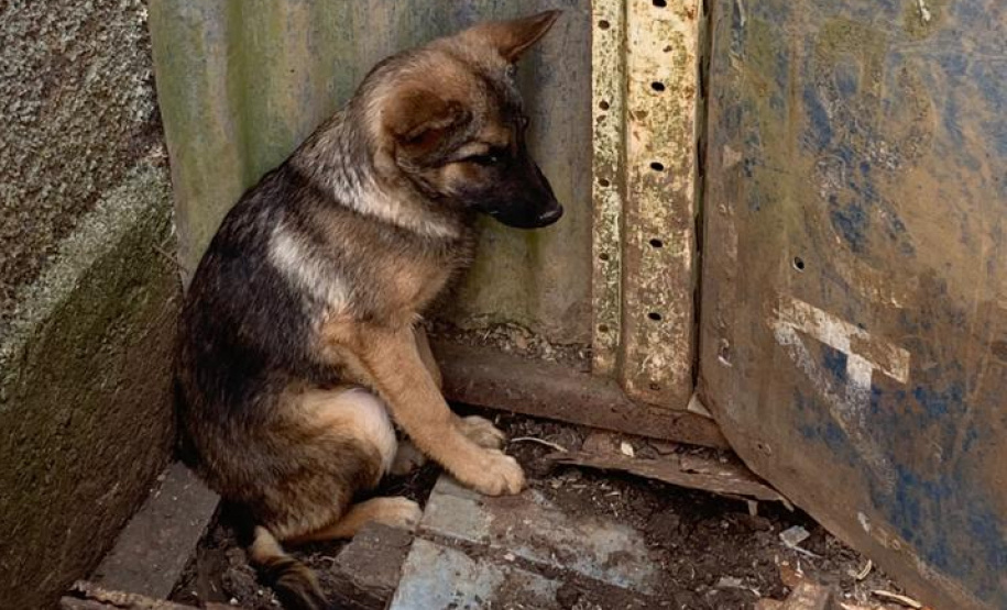 PCPR resgata 197 animais em situação de maus-tratos na RMC
