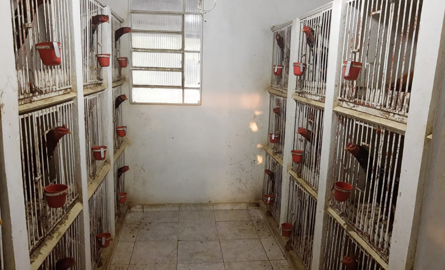 Polícia Civil prende 13 pessoas suspeitas de promover rinhas de galo em todo o Brasil