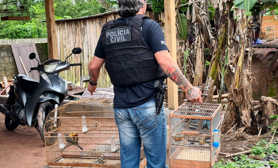 Polícia Civil prende 13 pessoas suspeitas de promover rinhas de galo em todo o Brasil