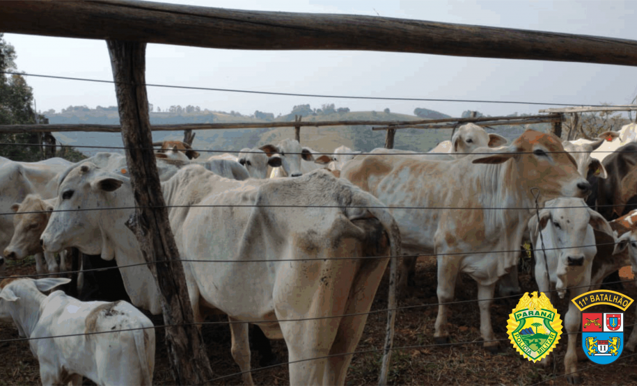 Cerca de 31 cabeças de gado são recuperadas pela PM no centro-oeste do Paraná